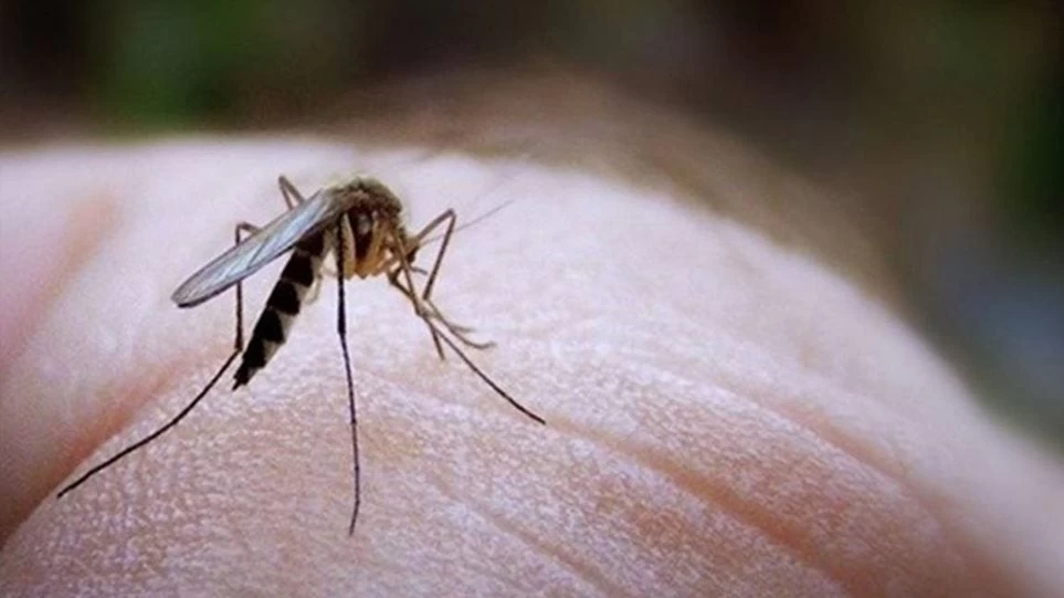 Κινδυνεύουμε από το κουνούπι του Νείλου; – Τι λένε οι ειδικοί;